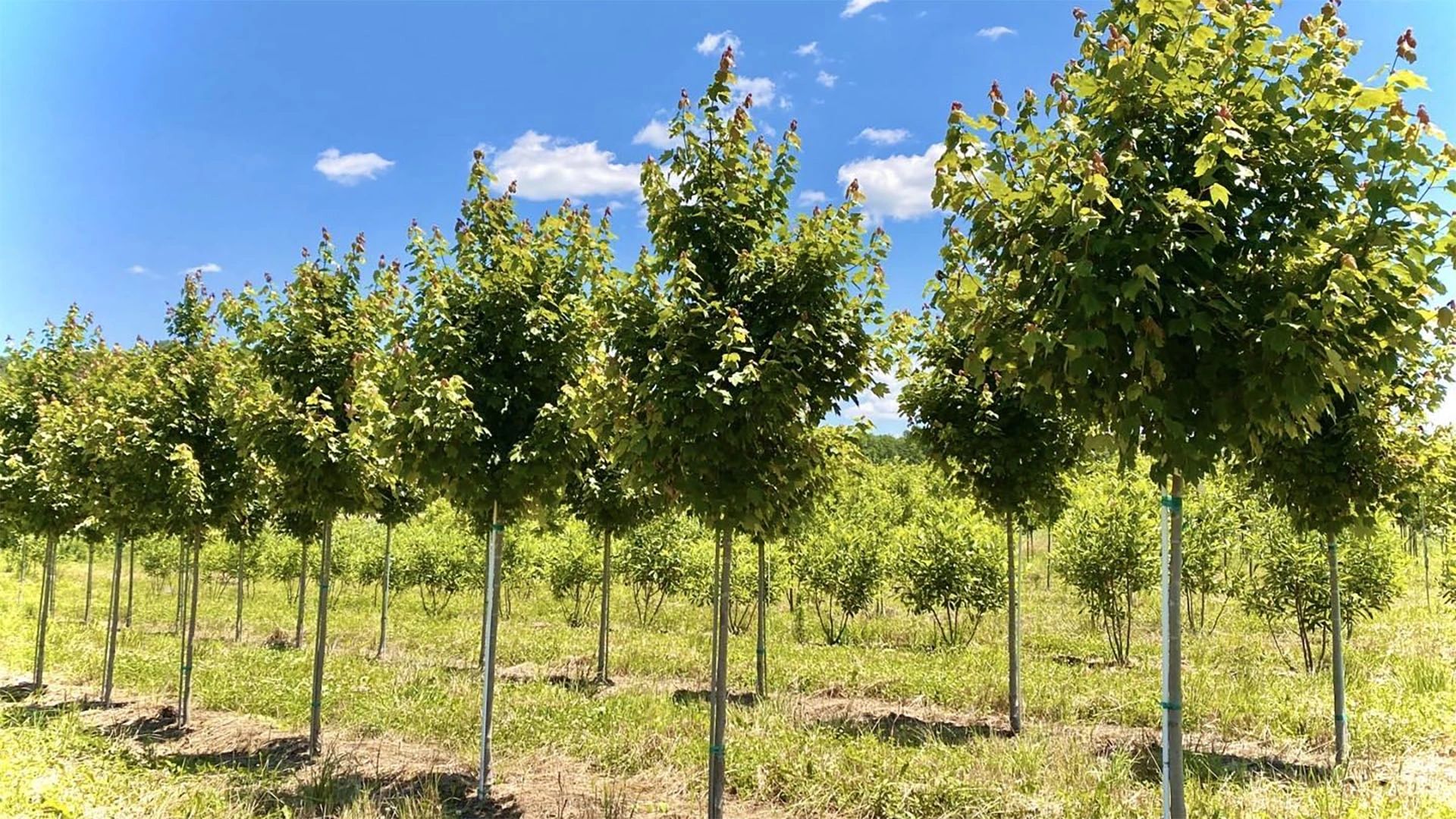 Fiberglass Stakes Ecoagro Stakes
